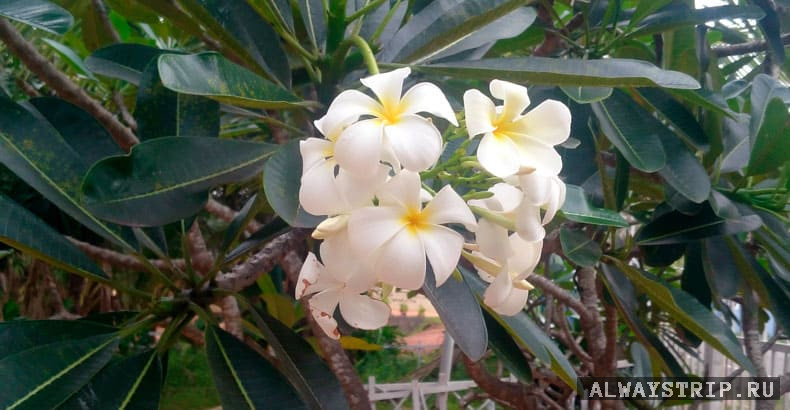 Фикус на пляже в Шри-Ланке