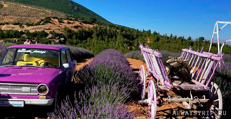 Лаванда в Турции